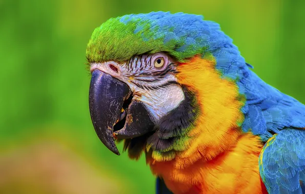 Look, bright, bird, portrait, parrot, green background, Ara