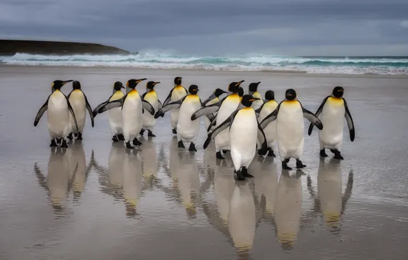 Sea, beach, birds, shore, pack, group, penguins, a lot