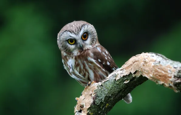 Look, owl, branch