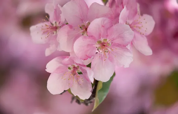 Picture macro, pink, Apple