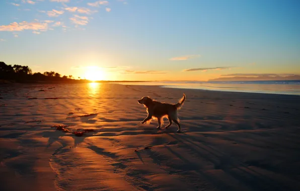 Picture sea, landscape, sunset, each, dog