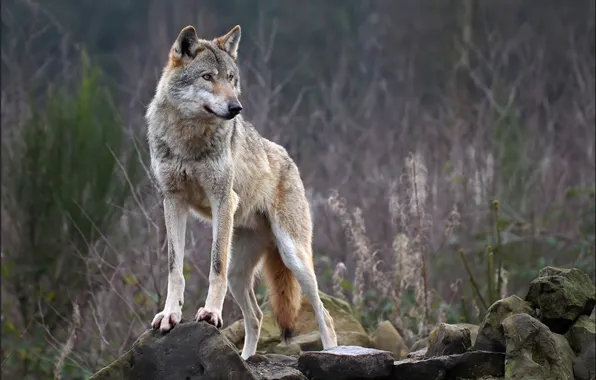 Nature, predator, animal, wolf, wildlife, portrait, portrait., Canis lupus. face