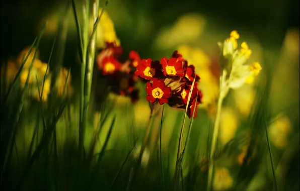 Summer, flowers, nature