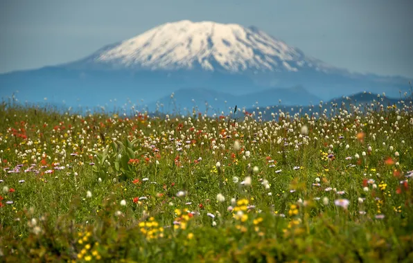 Field, snow, flowers, mountains, nature, tops