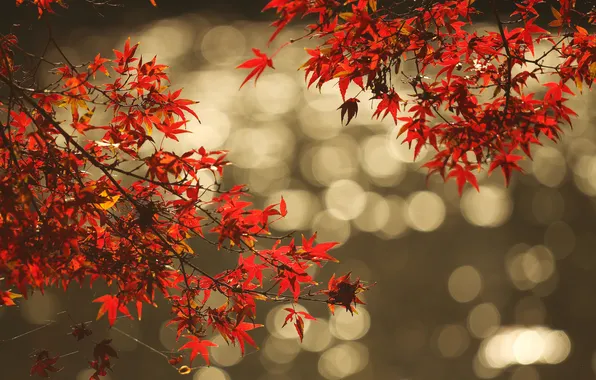 Autumn, leaves, water, reflection, branch, Blik