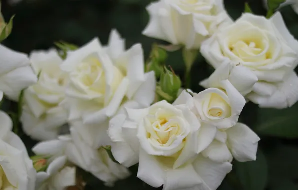 Macro, roses, petals, buds, white roses