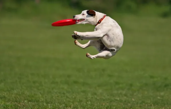 Picture GRASS, WHITE, PLATE, JUMP, COLOR, The GAME, GLADE, MEADOW