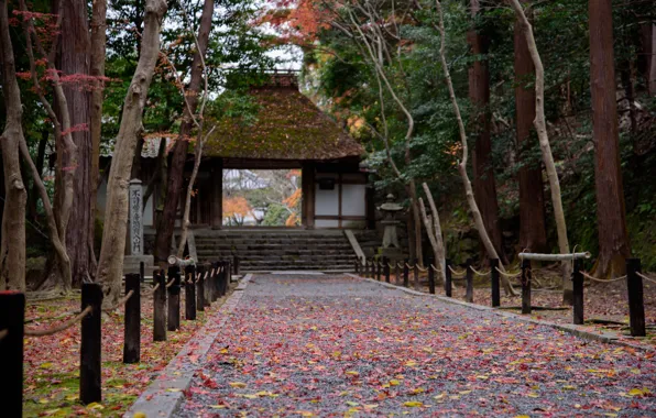 Autumn, Trees, Japan, Leaves, Gate, Temple, Track, Kyoto