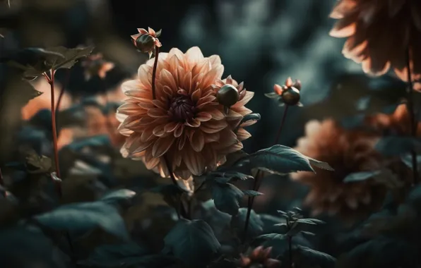 Leaves, light, flowers, garden, buds, composition, cream, dahlias