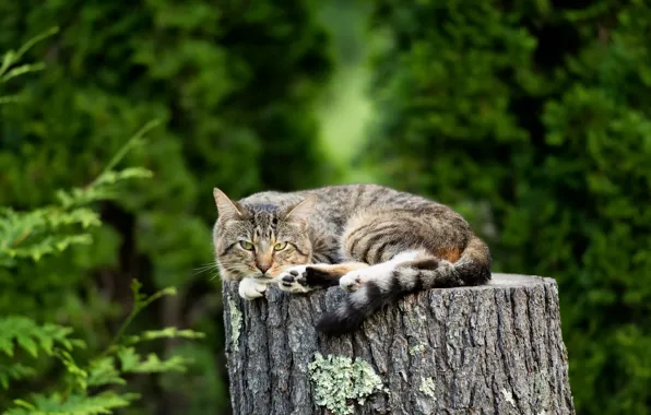 Picture cat, nature, stump