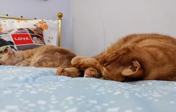 Cat, cat, cats, bed, sleep, red, sleep