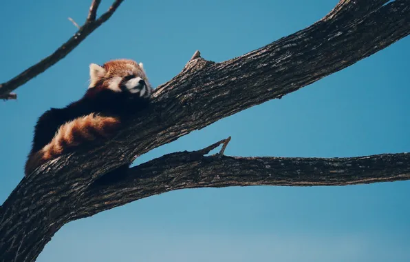 Tree, sleeping, firefox, Red Panda