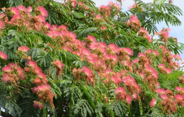 Flowers, tree, acacia, Meduzanol ©, summer 2018