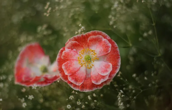 Picture grass, macro, flowers, nature, Maki, bokeh, flora