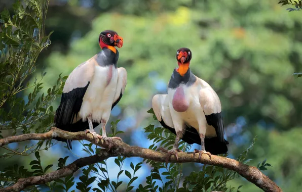 Leaves, birds, branch, pair, Grif, bokeh, vultures, two birds