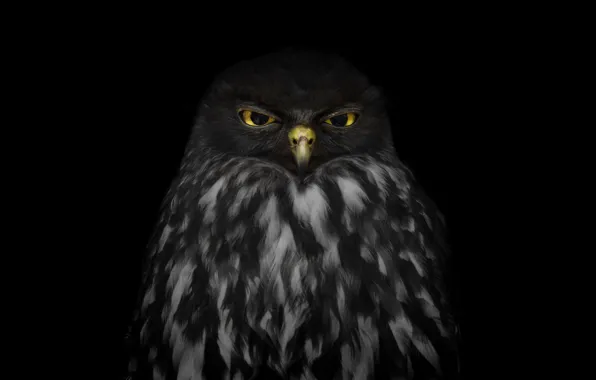 Beautiful Black Owl Digital by Faisal Shah | Saatchi Art