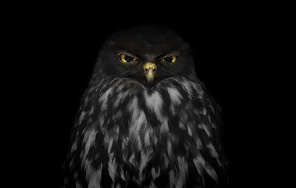 Picture look, owl, black background