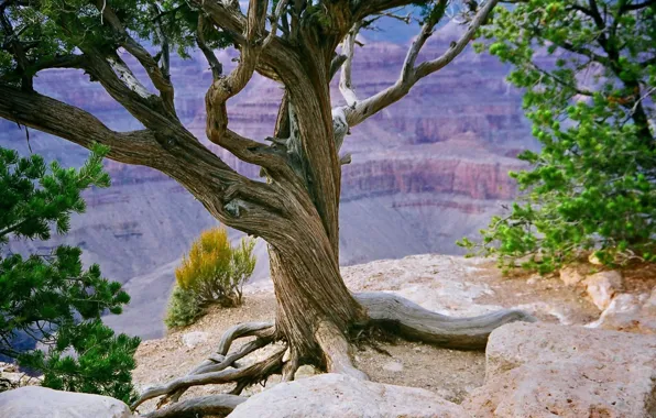 Rocking Background Tree Wallpaper rock, nature, tree for mobile and desktop, section природа ...