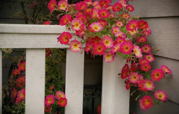 Summer, flowers, Board, the fence, garden, red, pink, Petunia