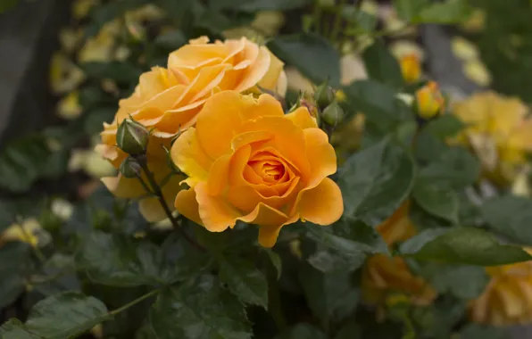Flower, leaves, flowers, rose, roses, yellow, garden, orange