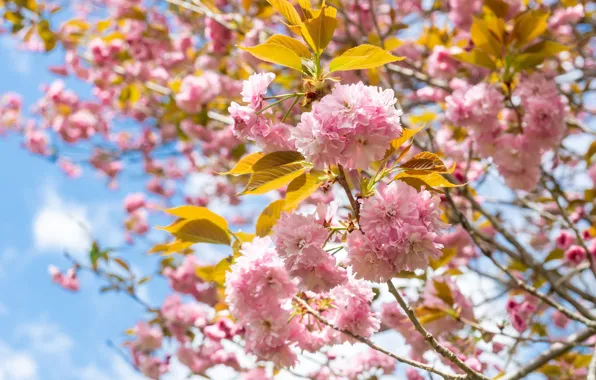 The sky, leaves, flowers, branches, blue, tree, spring, garden