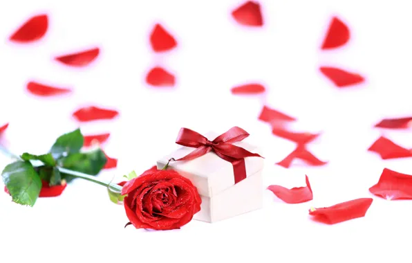 Gift, romance, rose, petals, rose, bow, red, box