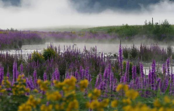 Picture the sky, flowers, yellow, fog, thickets, shore, morning, pair
