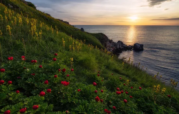 Picture sea, flowers, sunrise, dawn, coast, peonies, Bulgaria, Black sea