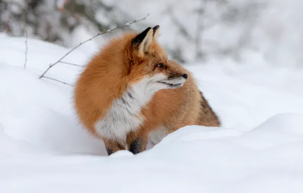 Winter, look, face, snow, branches, nature, pose, portrait