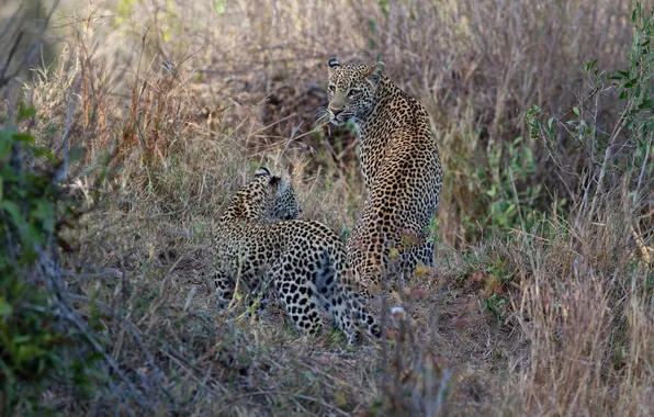Predators, family, pair, wild cats, cub, leopards, mother