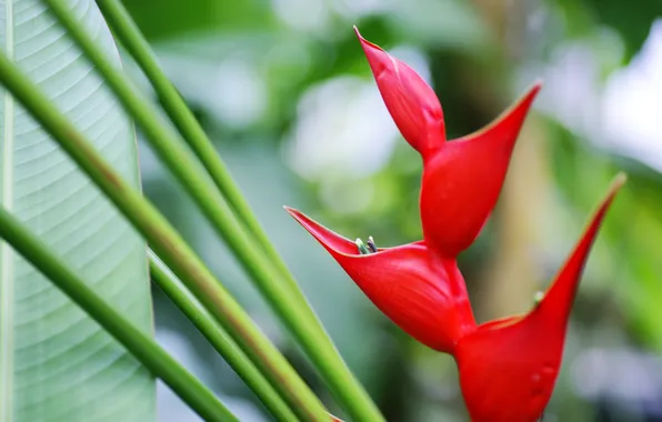 Greens, flower, leaves, red, tropics