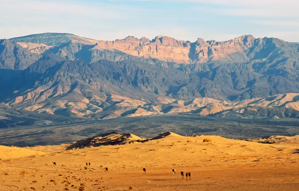 Mountains, desert, camel, Jordan, Jordan