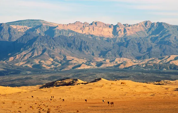 Mountains, desert, camels, jordan, Jordan