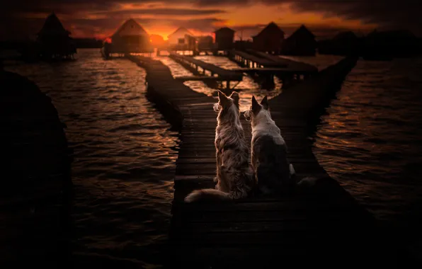 Picture sea, dogs, sunset, pair, bridges, two dogs, The border collie