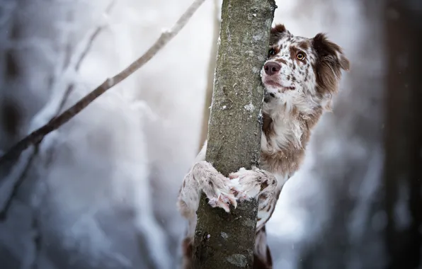 Tree, dog, trunk, bokeh, The border collie