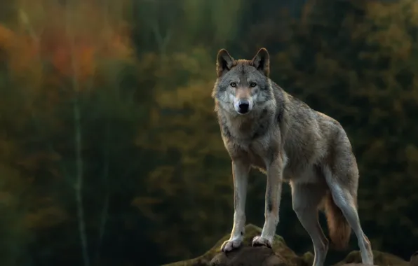 Rock, forest, grey, autumn, predator, look, carnivore, brown wolf