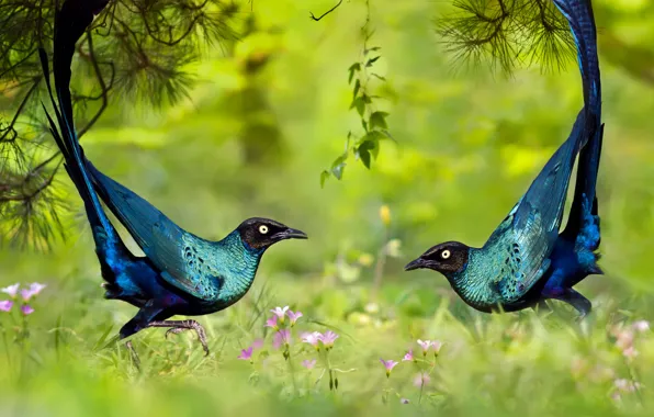 Picture grass, nature, bird, dance, brilliant long-tailed Starling