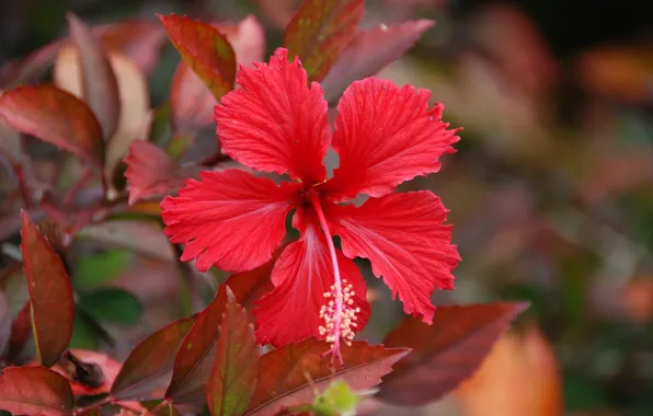 Picture macro, nature, petals, hibiscus