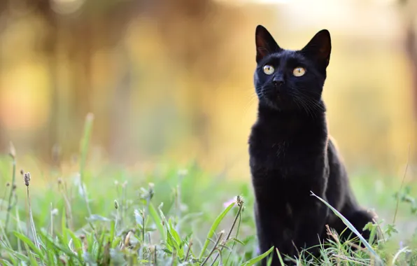 Cat, grass, cat, look, face, nature, pose, black