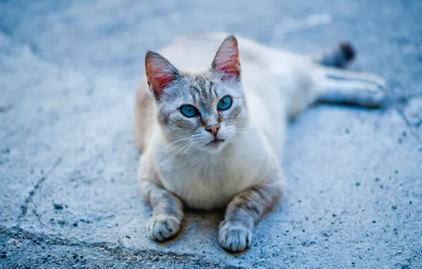 Cat, legs, blue eyes, cat