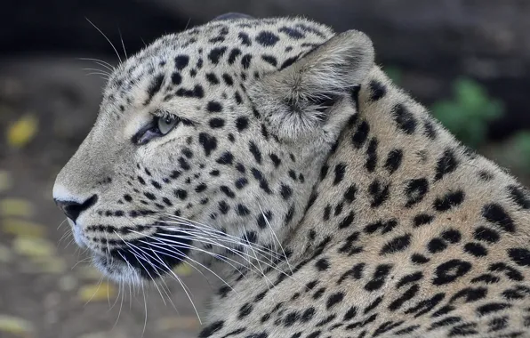 Face, predator, leopard, profile, Persian