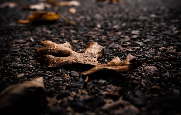 Picture autumn, asphalt, macro, sheet, dry leaves