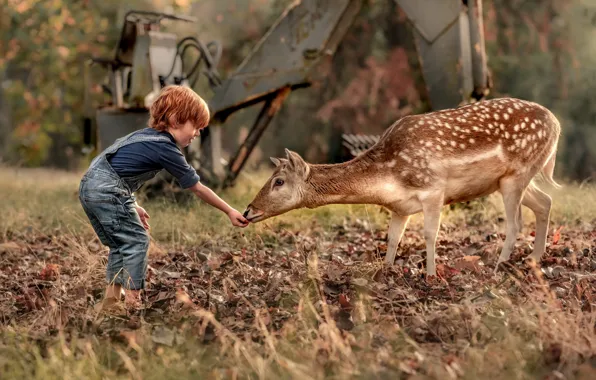 Nature, boy, deer