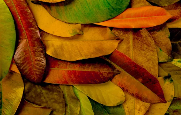 Autumn, leaves, background, colorful, texture, background, autumn, leaves