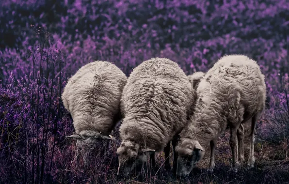 Summer, nature, sheep