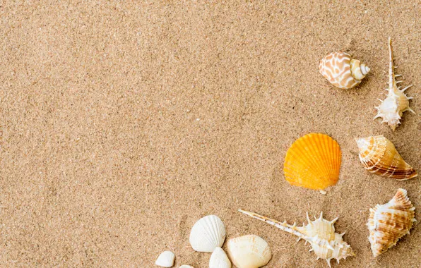 Sand, beach, summer, shell, summer, beach, sea, sand