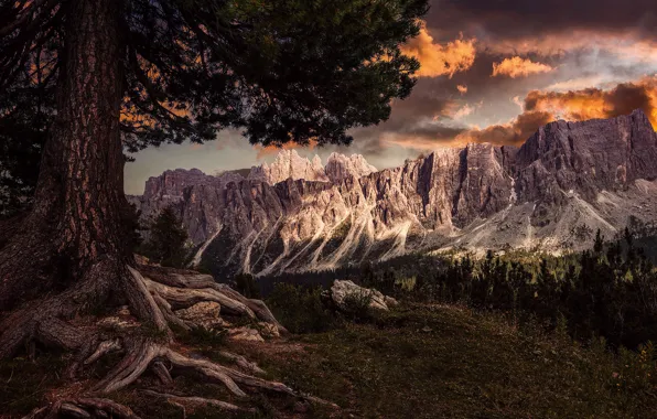 Forest, clouds, mountains, roots, stones, tree, rocks, branch