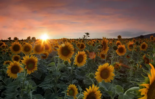 Picture summer, sunflowers, sunset