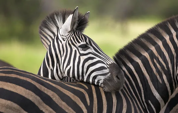 Zebra, Africa, Savana