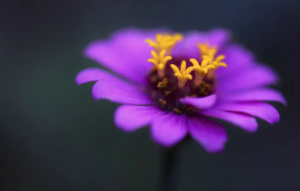 Flower, macro, lilac, Admiral